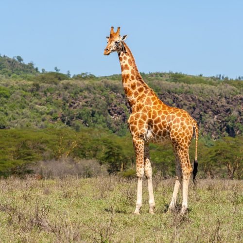 giraffe on a background of grass. Kenya, Africa
