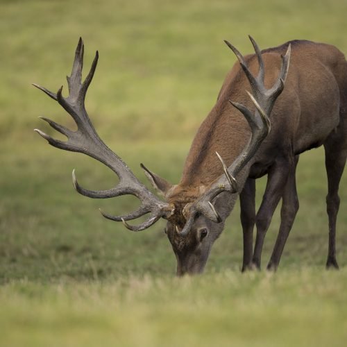 red-deer-nature-habitat-during-deer-rut-european-wildlife